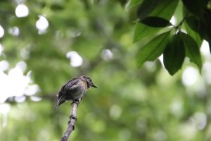 A small flycatcher perches on a branch against a blurred green foliage.
