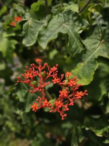 A small cluster of bright red flowers and buds of Jatropha podagrica, commonly known as the Buddha belly plant or gout plant, grows among green leaves. The shallow focus highlights the unusual shapes, vivid colors, and delicate details against the soft background. Captured in Mavoor, Kozhikode, Kerala.