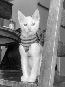 Black and white photo of a white kitten wearing a striped sweater, standing on a wooden chair and looking at the camera.