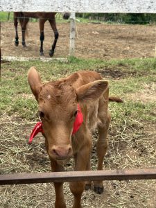 
A young calf stands in a grassy area, looking directly at the viewer. 