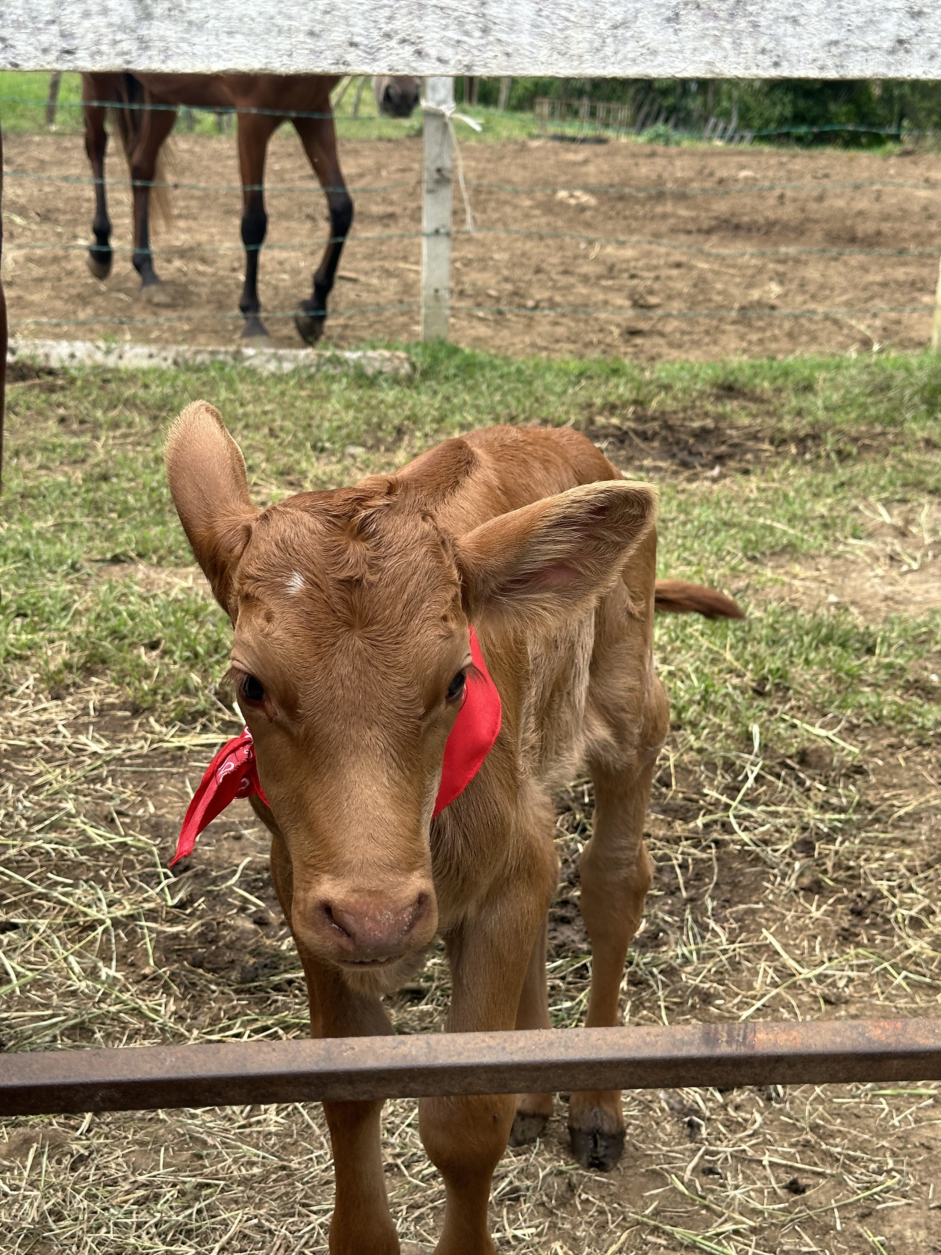 A young calf stands in a grassy area, looking directly at the viewer.
