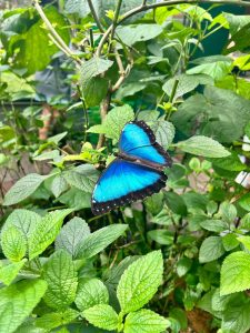 A blue morpho butterfly in Costa Rica.