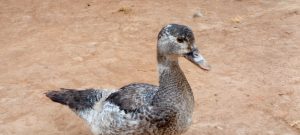 A speckled gray and brown duck standing on dry ground, with a blurred background.
