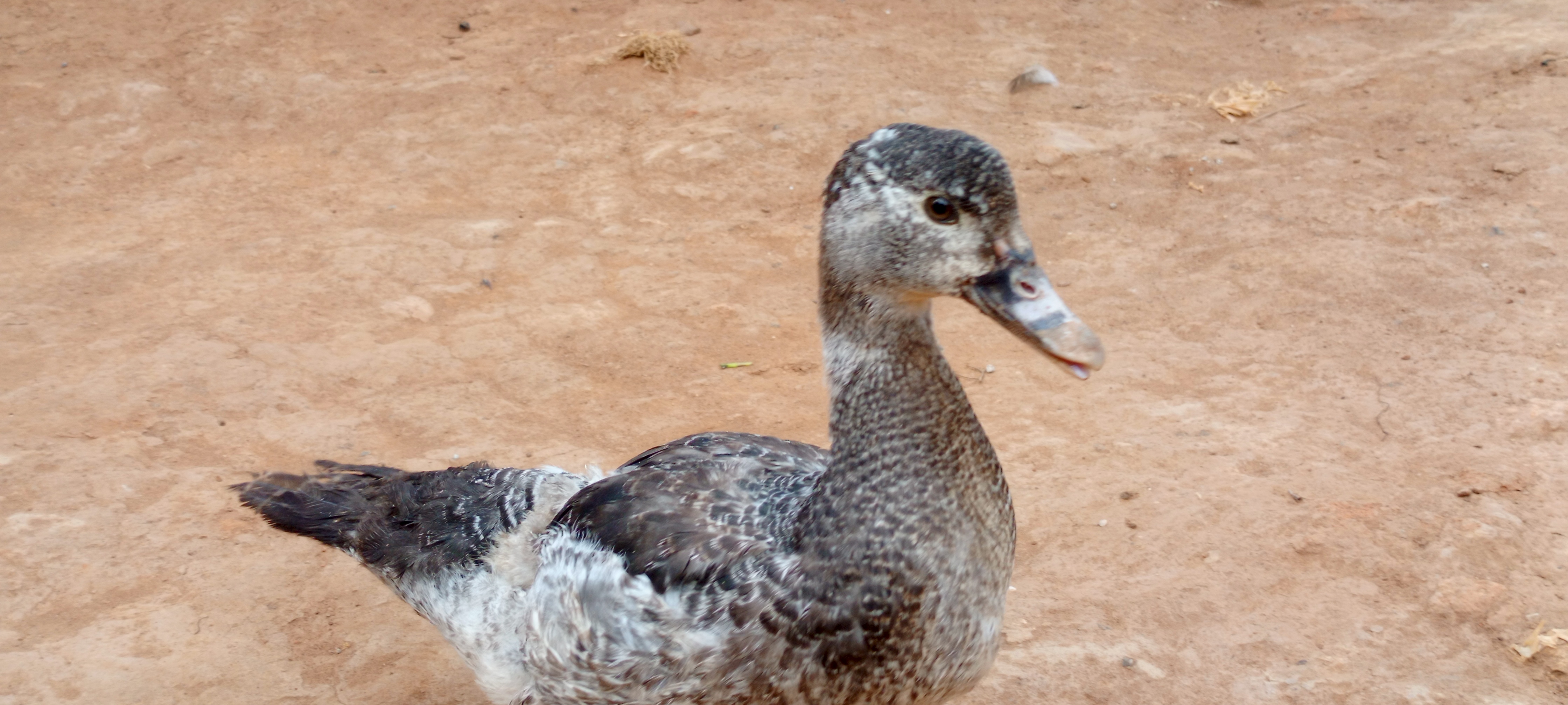 A speckled gray and brown duck standing on dry ground, with a blurred background.