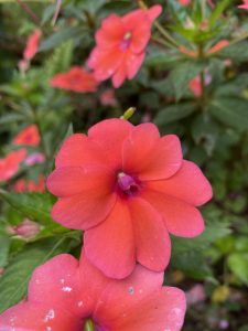 A cluster of coral-orange impatiens flowers in bloom, with one large blossom in sharp focus against a soft green background.