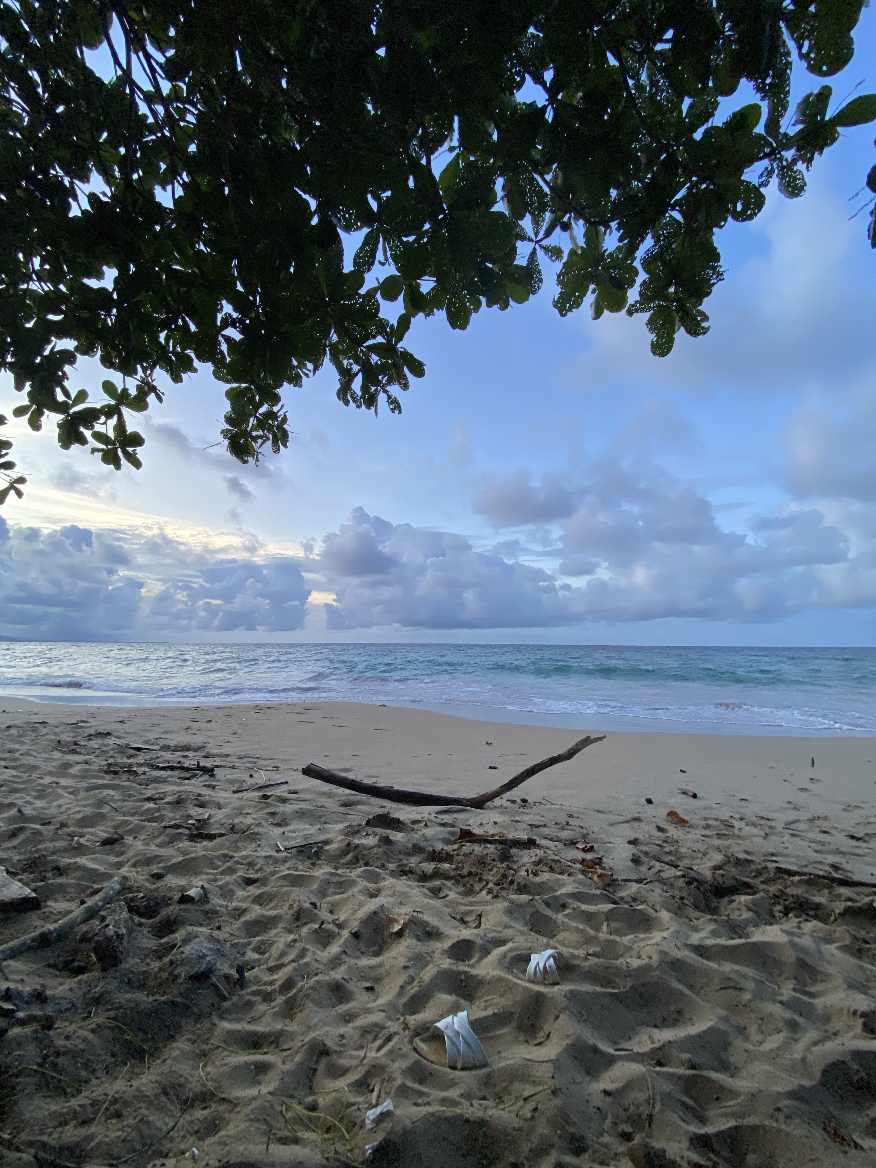 A quiet Caribbean beach at dawn seen from beneath a leafy tree, with driftwood on the sand and low clouds over calm turquoise water.