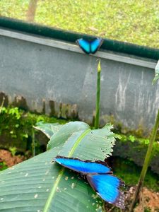 Blue morpho butterflies in Costa Rica.