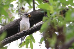 A Chinese Grosbeak perched on a large branch among green leaves.