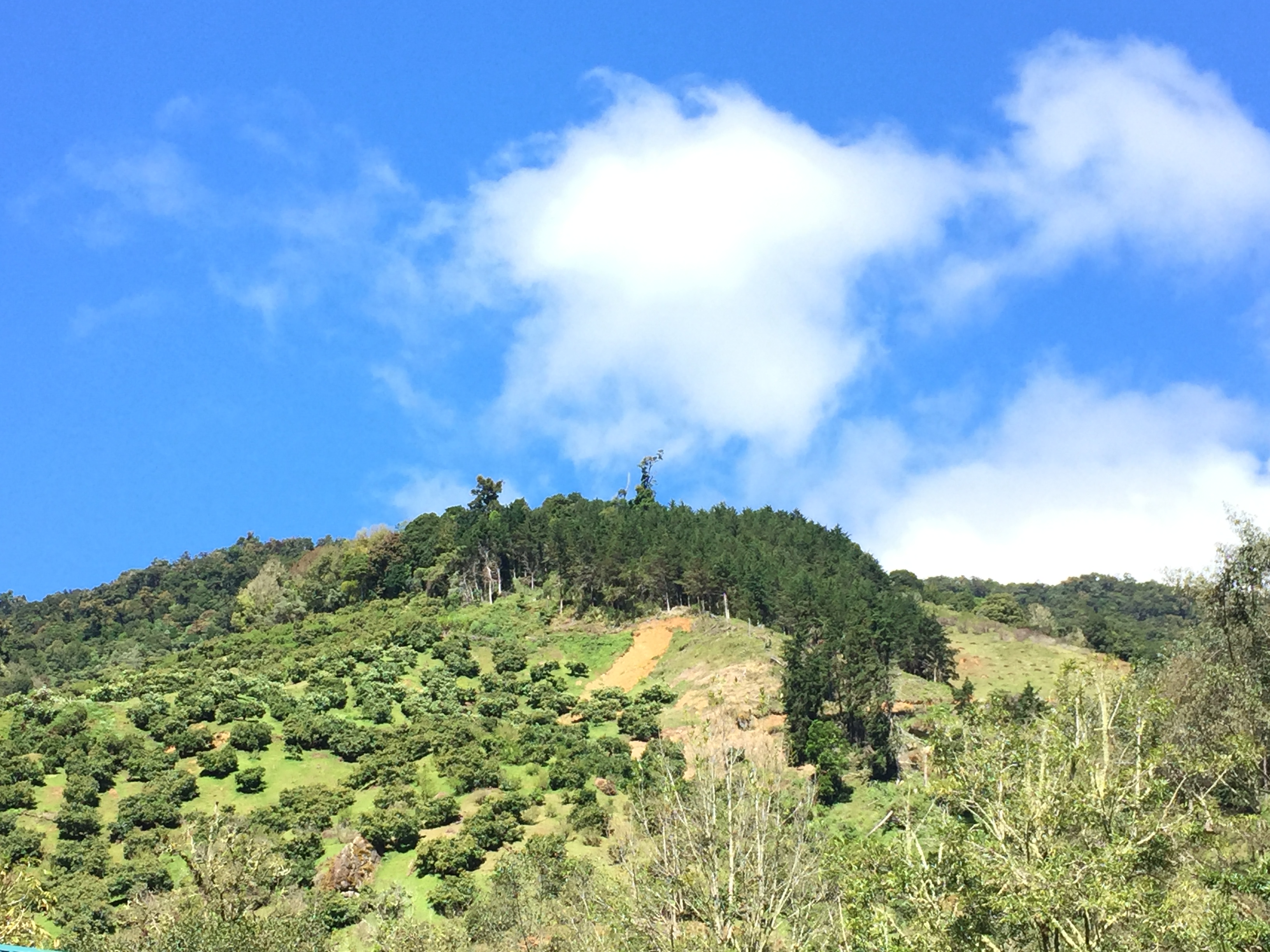 A lush, green hillside stretches across the scene, dotted with clusters of trees in various shades of green
