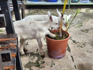 Two small white goats beside a flower pot, nibbling on the plants in an outdoor area with chairs and greenery.