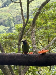 
A bird perched on a tree trunk.