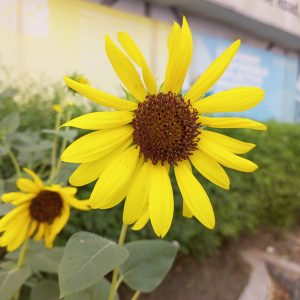 A bright yellow sunflower with a dark brown center in full bloom.