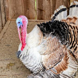 
A turkey is nestled on the ground, showcasing its distinctive features. Its body is covered in a mix of white and brown feathers, with well-defined patterns and textures.