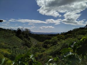 
A panoramic view of a lush green landscape under a bright blue sky dotted with fluffy white clouds.