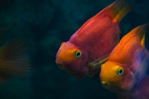 Two orange aquarium fishes with blue-tinged eyes swimming in dark teal water.