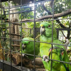 Two green parrots are perched inside a cage, with a backdrop of lush greenery. 