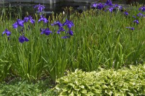 Purple flowers blooming among tall green leaves beside a small pond with fountain, surrounded by lush garden plants in bright sunlight
