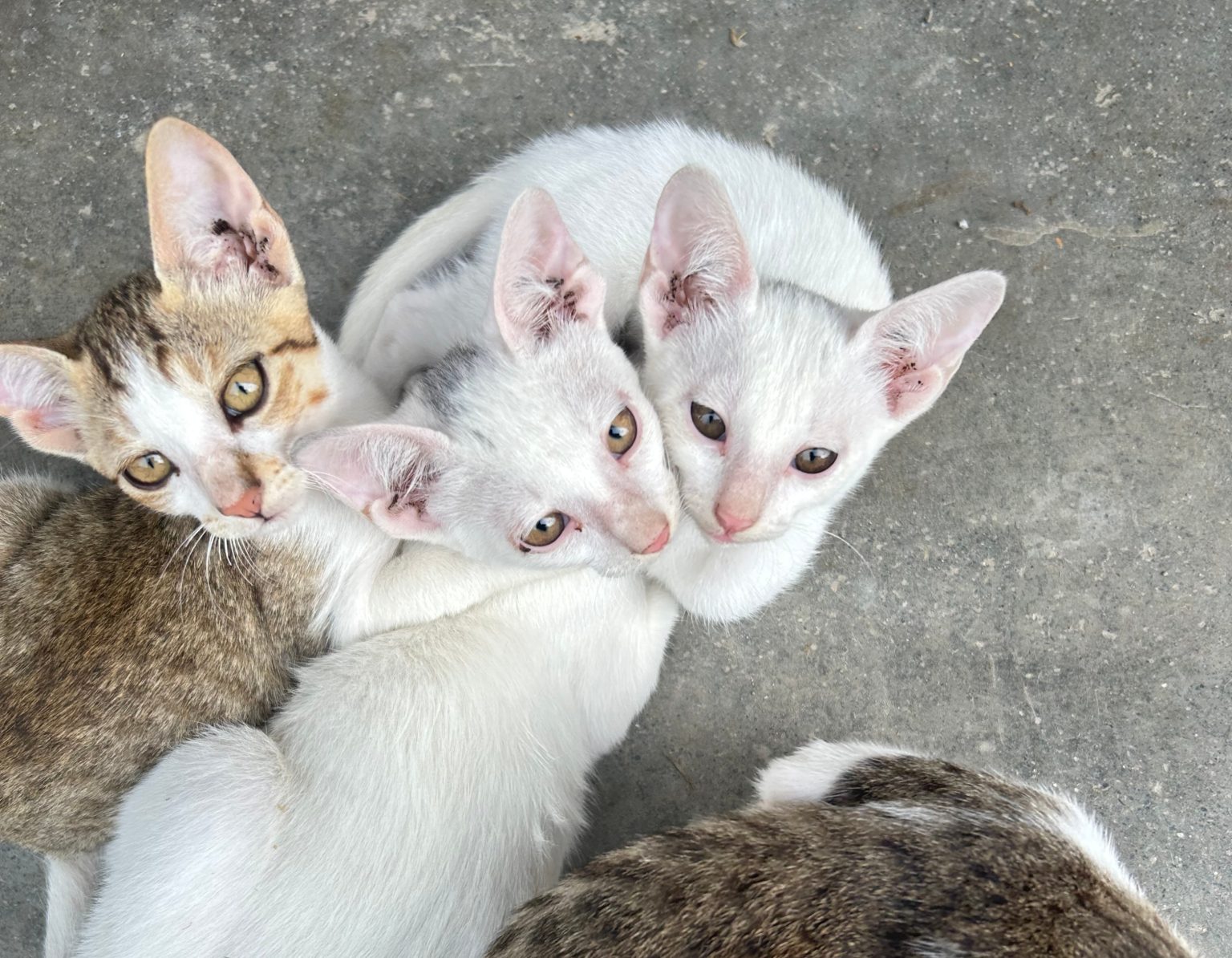 A small group of four playful kittens is nestled together on a gray concrete surface.