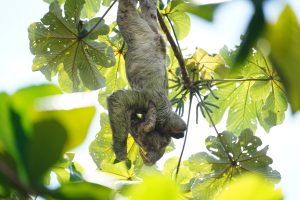 A three-toed sloth hanging upside down from a branch, reaching downward, backlit against bright sky through the large lobed leaves of a cecropia tree.