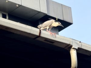 A Black-crowned Night Heron stands on a concrete beam, looking alert against a clear blue sky. The strong contrast between the bird, the dark building, and the bright sky creates a striking urban wildlife photograph. Captured in Kozhikode, Kerala