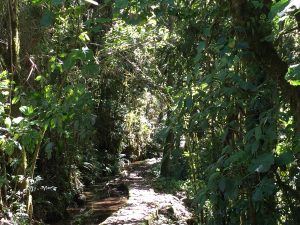 
A narrow pathway winds through a dense, vibrant rainforest filled with various green plants and trees.