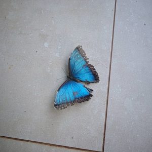 A vibrant blue butterfly with intricate black and brown patterns on the edges of its wings is resting on a light-colored tiled surface.
