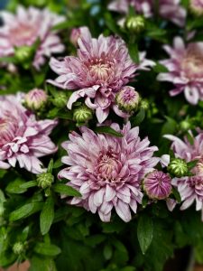 Close-up of pale pink chrysanthemum flowers surrounded by green leaves and unopened buds. The detailed petals, soft background, and natural colors create an attractive floral photograph. Location: Pantheerankavu, Kozhikode, Kerala.