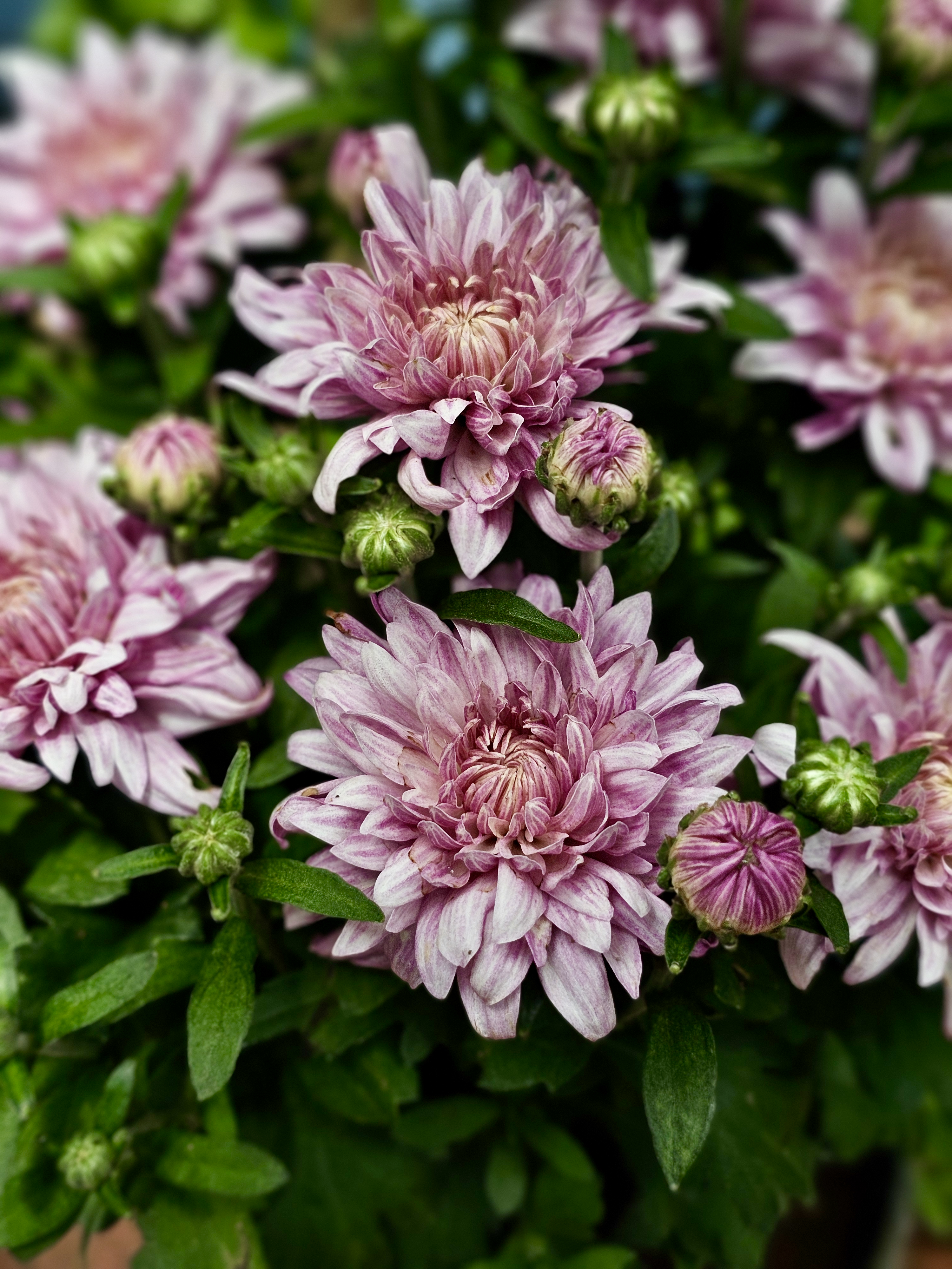 Close-up of pale pink chrysanthemum flowers surrounded by green leaves and unopened buds. The detailed petals, soft background, and natural colors create an attractive floral photograph. Location: Pantheerankavu, Kozhikode, Kerala.