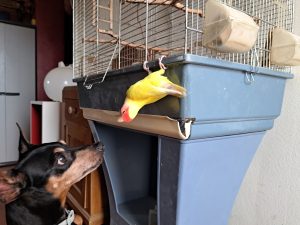 Colorful yellow and red bird hanging upside down from a blue cage while a curious dog looks up at it.