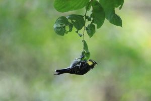 A Yellow-cheeked Tit hangs upside down from a leaf against a blurred green background at a forest park. The bird is centered in the frame. It has a bright yellow face and nape, which contrast smartly with a black crest, throat, and breast.
