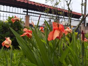 Close-up view of vibrant orange flowers covered with raindrops, surrounded by long green leaves in a lush garden after rainfall.
