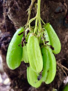 A close view of several young green bilimbi fruits hanging together from a tree trunk. The fruits have different shapes and sizes, while dried flowers remain attached to their stems. The detailed view highlights this interesting tropical fruit. Location: Perumanna, Kozhikode, Kerala.