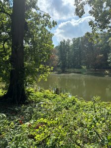 A tranquil scene showcasing a calm body of water surrounded by lush greenery. On the left, a large tree with a thick trunk and vibrant green leaves stands, partially shading the area. The ground is covered in various shades of green foliage and small plants, creating a rich carpet of vegetation.