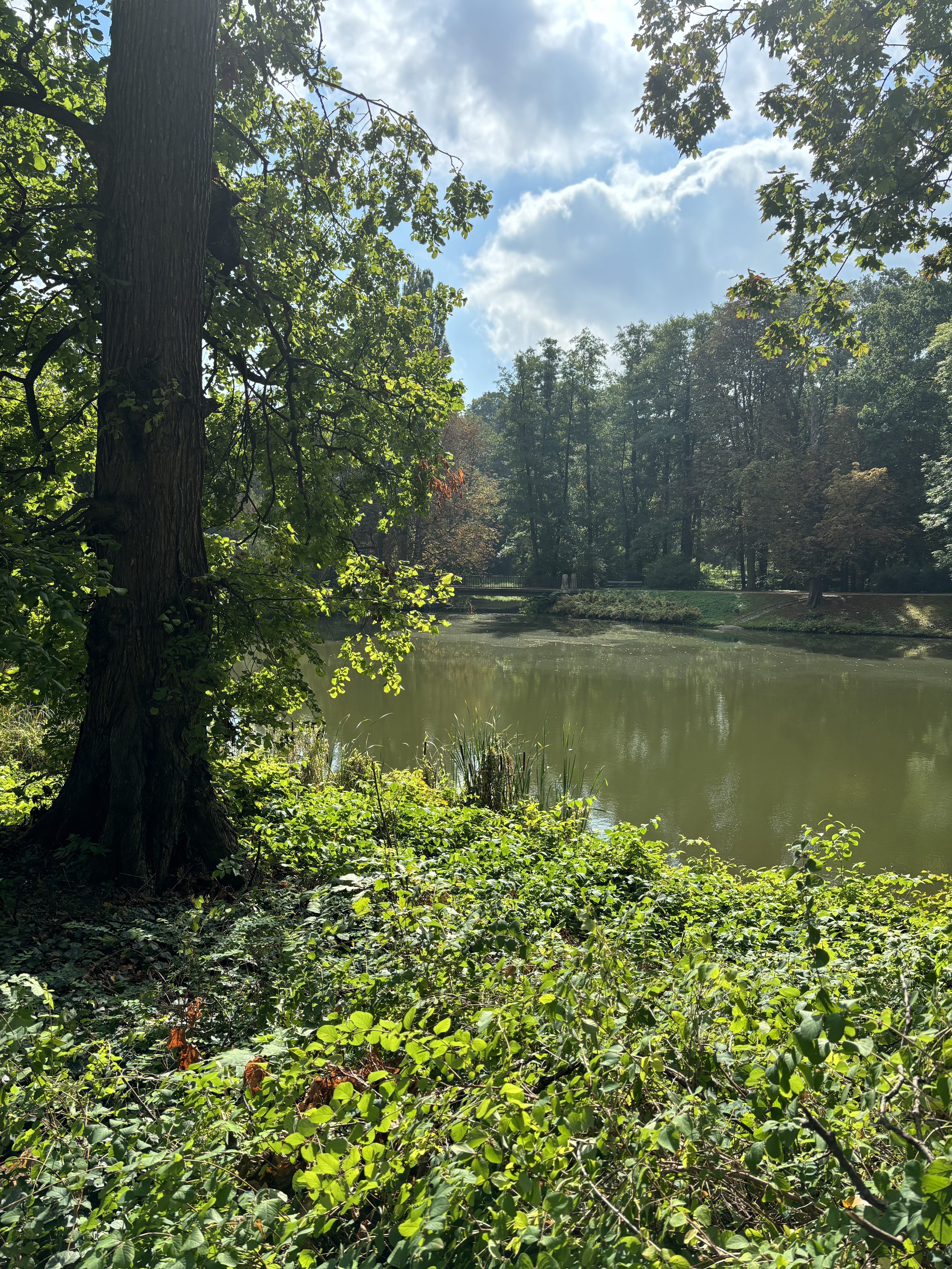 A tranquil scene showcasing a calm body of water surrounded by lush greenery. On the left, a large tree with a thick trunk and vibrant green leaves stands, partially shading the area. The ground is covered in various shades of green foliage and small plants, creating a rich carpet of vegetation.