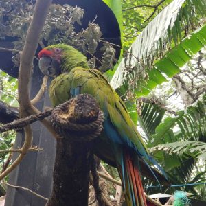 A green macaw perched on a tree seen from below looking to the side