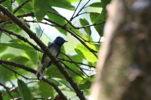 A small female Black-naped Monarch bird perches on a branch within lush green foliage. The bird has gray-brown wings and bright blue on the head and black feathers on top of the bill and grayish-white underparts. A tree trunk partially visible to the right adds texture to the scene.
