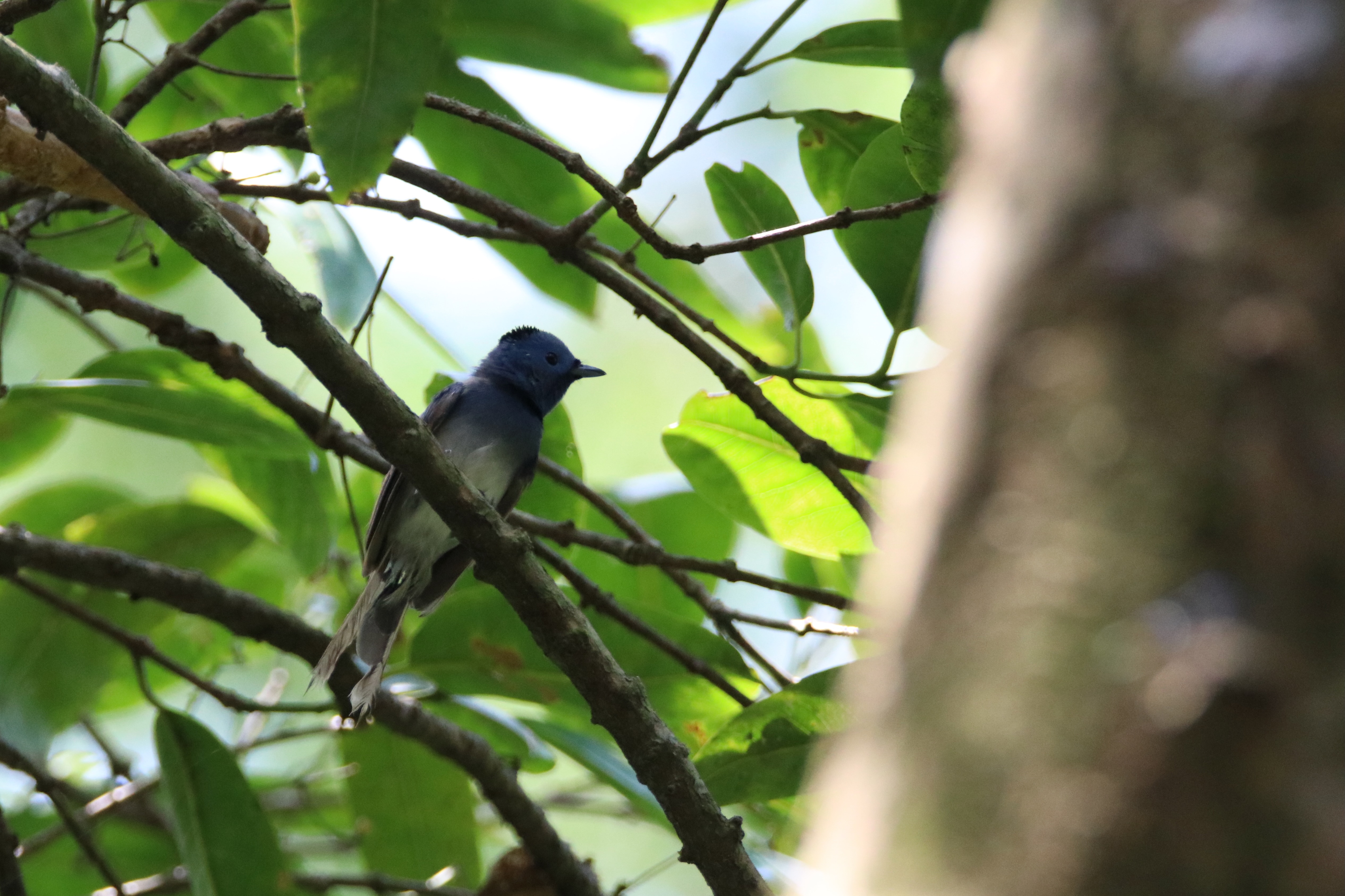 A small female Black-naped Monarch bird perches on a branch within lush green foliage. The bird has gray-brown wings and bright blue on the head and black feathers on top of the bill and grayish-white underparts. A tree trunk partially visible to the right adds texture to the scene.