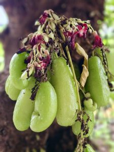 Several fresh green bilimbi fruits hang from the trunk of a tree beneath clusters of pink and white flowers. The soft background blur keeps attention on the fruits and flowers, while the natural colors give the photograph a pleasant tropical look. Location: Perumanna, Kozhikode, Kerala.