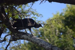 A black vulture perched on a tree branch.