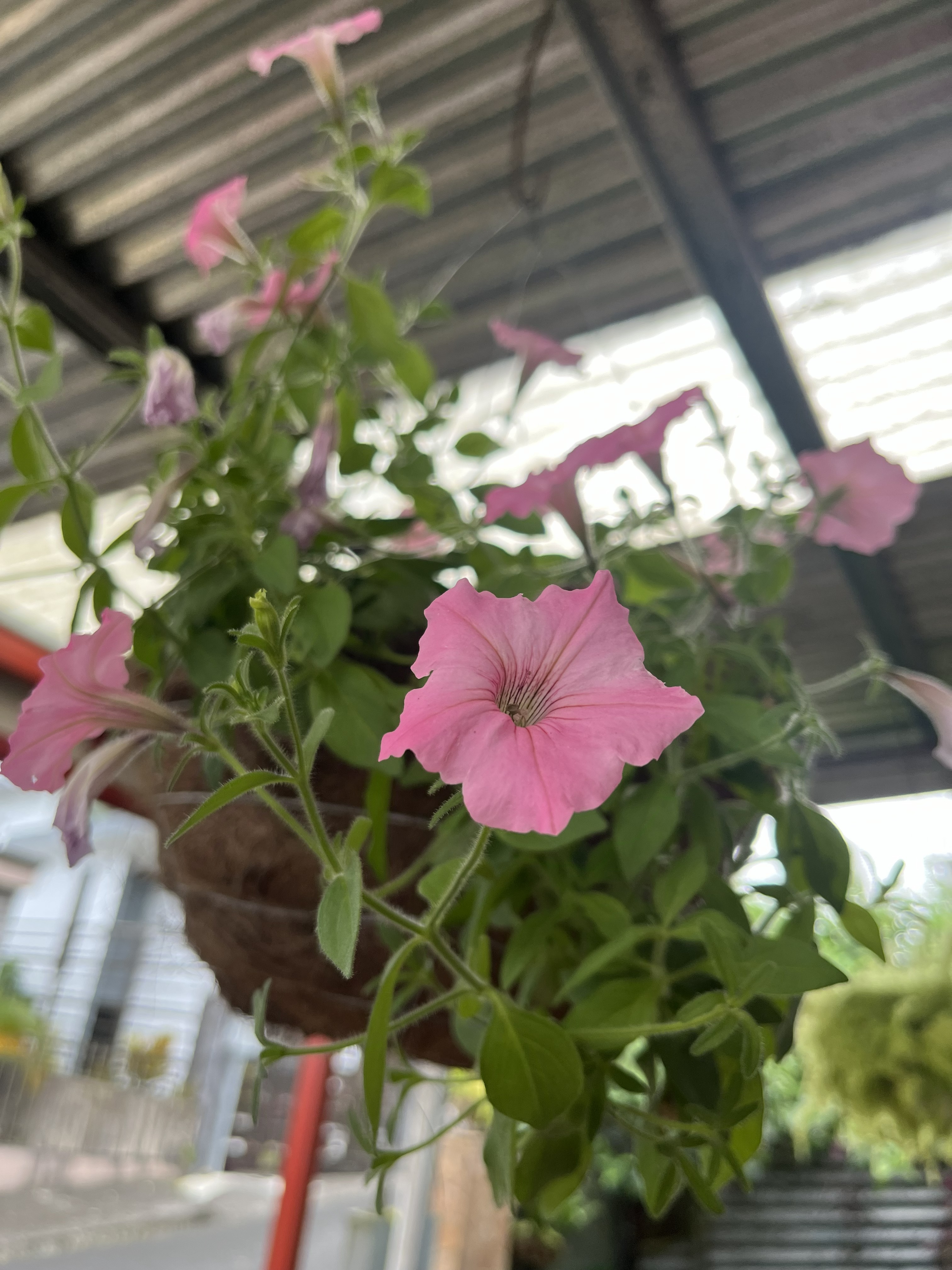 A close-up view of a hanging basket filled with vibrant pink petunia flowers.