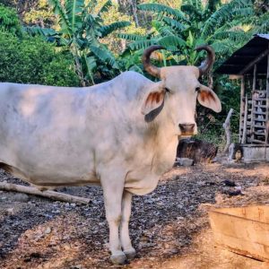 A large white bull stands in a barn, with green vegetation in the background.