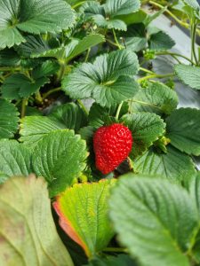 
A red strawberry on a green plant.
