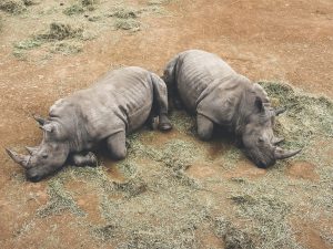 Two rhinoceroses resting side by side on hay-covered ground.
