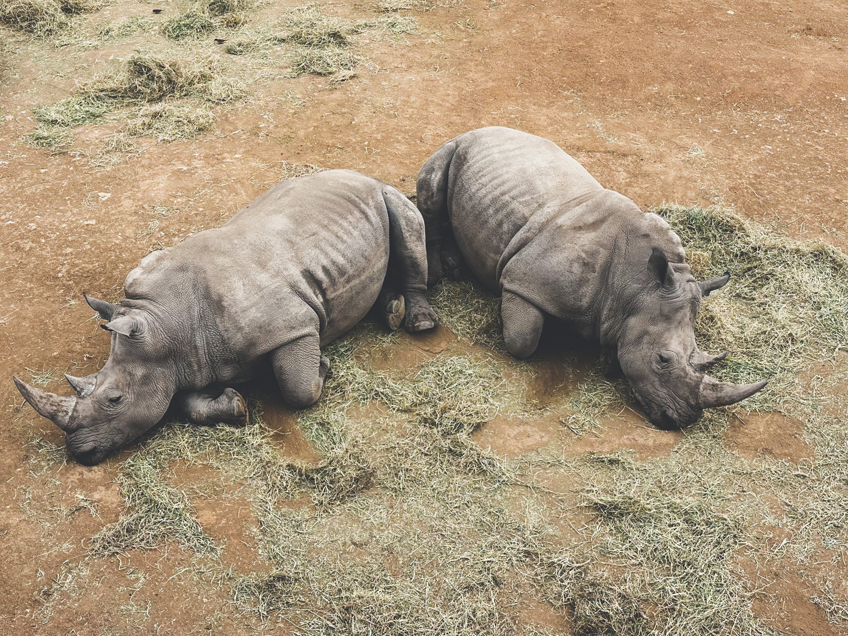 Two rhinoceroses resting side by side on hay-covered ground.