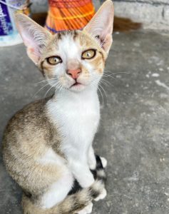 A small, light brown and white kitten is sitting on a gray concrete surface. Its ears are large and pointy, and it has expressive golden eyes that are gazing intently at the camera.
