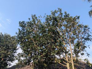 A vibrant scene featuring a large tree with lush, dark green leaves reaching towards a clear blue sky. 
