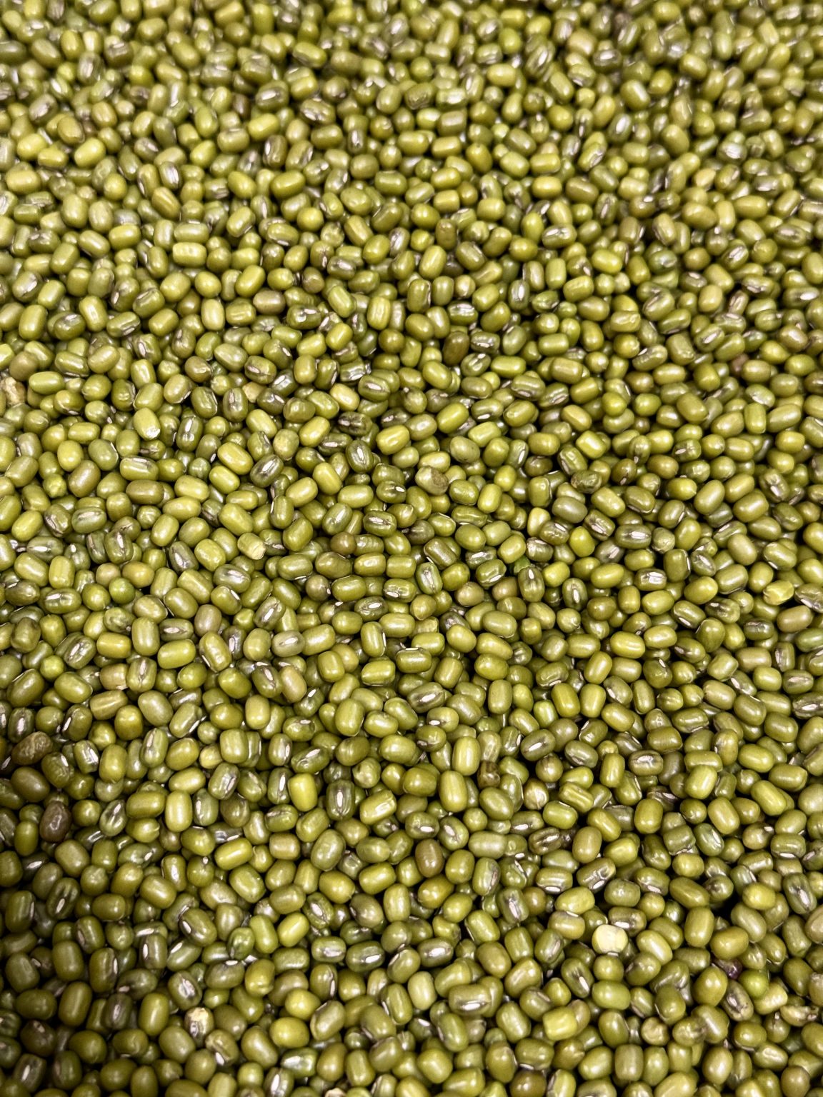 A close-up view of green mung beans spread across the frame. The beans show different shades of green and subtle variations in size and texture, creating a dense natural pattern. Captured in Kuttikkattoor, Kozhikode, Kerala.