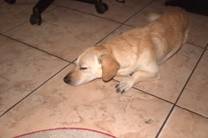 A light beige dog sleeping on the floor.