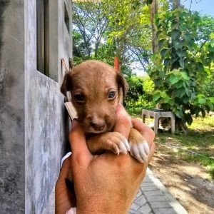 
A small brown puppy is being gently held in a person's hand.