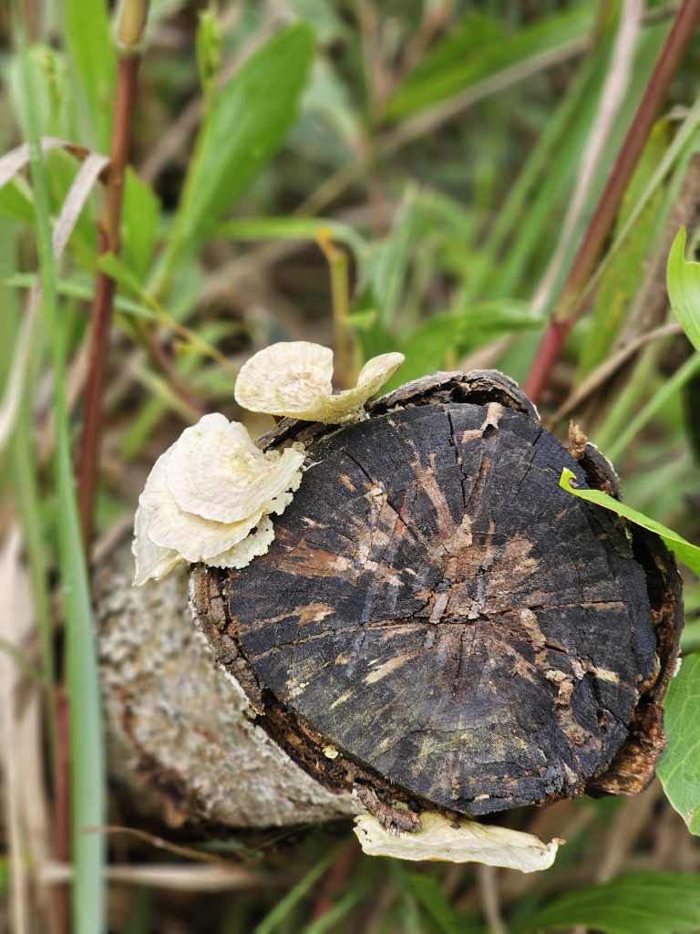 Small white bracket fungi grow on the end of an old tree log, showing nature slowly reclaiming the wood. The blurred background keeps attention on the interesting textures. Captured in Peruvayal, Kozhikode, Kerala.